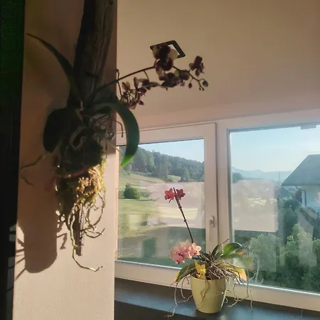 Orchidee - Salzkammernest * باد اسشي